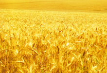 5�Ҿ�����ѡ������ũҵ��ҵ�������ص���ͷ��ҵ����412��ȫ��������-welcome����֮����