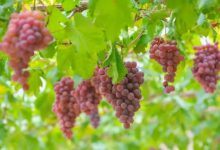 �����������������Ѿ������Դٽ����ѾƲ�ҵ��չ-welcome����֮����