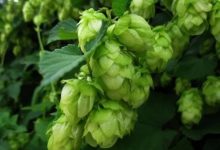 �ձ��Ƴ�ĵ�ÿ������ơ��-welcome����֮����