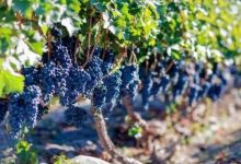 �½��������ѾƲ�ֵ��1��Ԫ-welcome����֮����