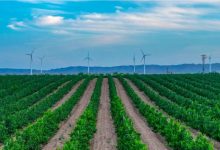 宁夏葡萄酒香飘慕尼黑-welcome海洋之神网