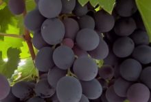 四川省得荣县酿酒葡萄喜迎丰收-welcome海洋之神网