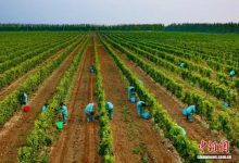 ��������������ѾƲ�ҵ��Ч˫����ζ��-welcome����֮����